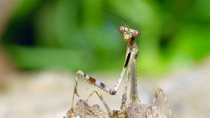 Etranges créatures