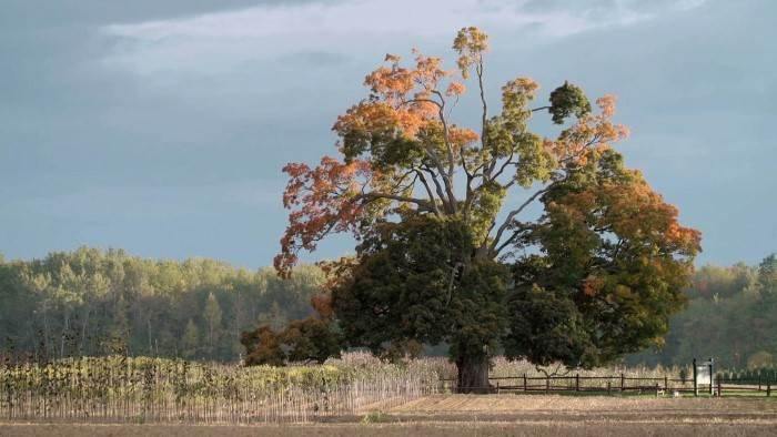 Histoires d'arbres