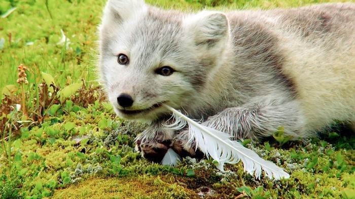 Islande : l'été des renards polaires