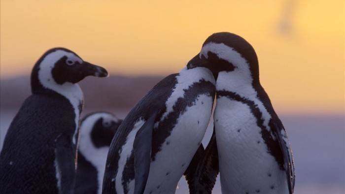 L'eau, un élément vital pour la faune et la flore d'Afrique
