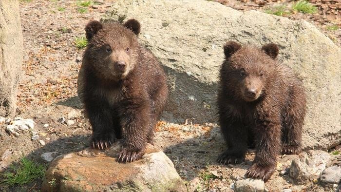 L'école des bébés animaux