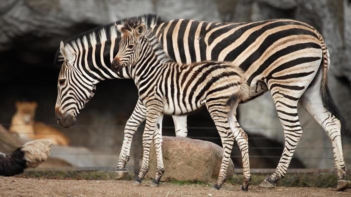 L'école des bébés animaux