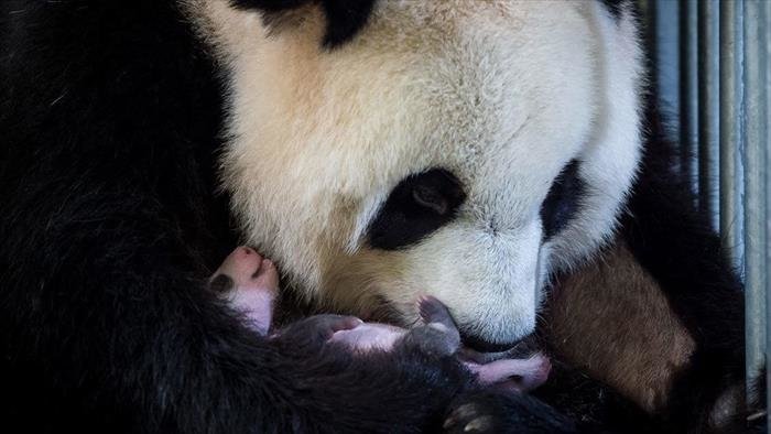 L'extraordinaire naissance du 1er bébé panda de France