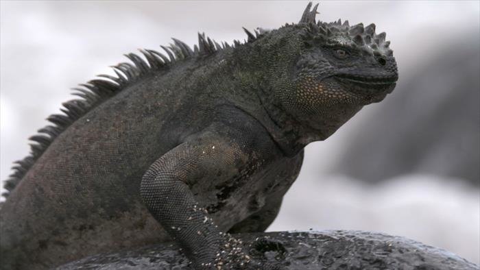 L'iguane marin des Galápagos