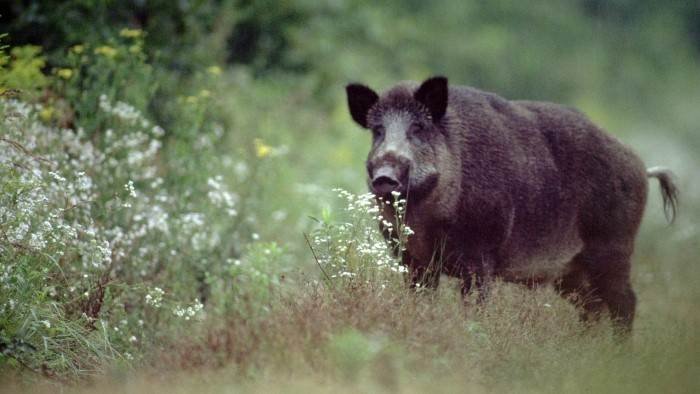 L'intégrale de la chasse