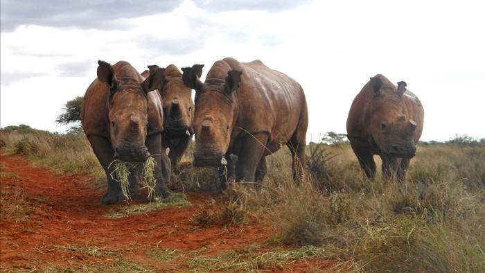L'orphelinat de la savane