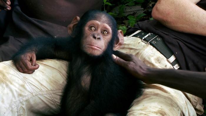 La fabuleuse histoire du singe Canelle