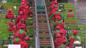 La face cachée du bio low cost