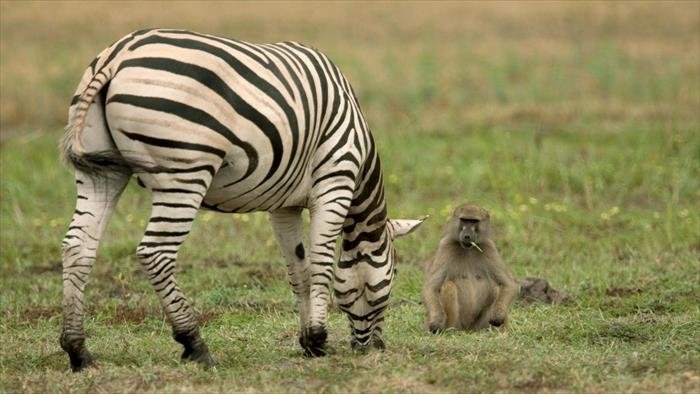La face sauvage de la planète