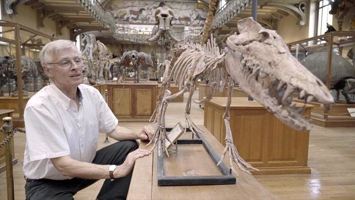 La grande histoire de l'évolution animale
