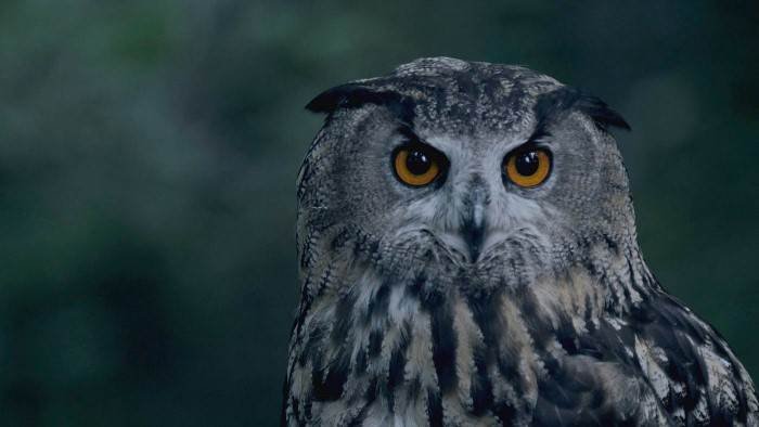 La nuit des animaux