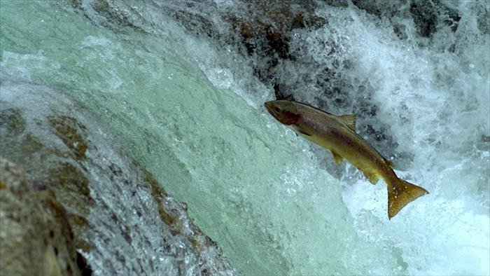 La vie sauvage dans la cordillère Cantabrique