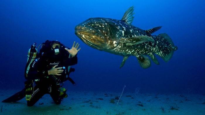 Le coelacanthe