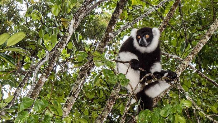 Le lémurien après l'eden