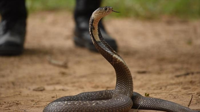Le maître des serpents