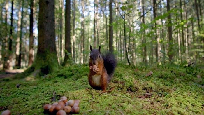 Le murmure de la forêt