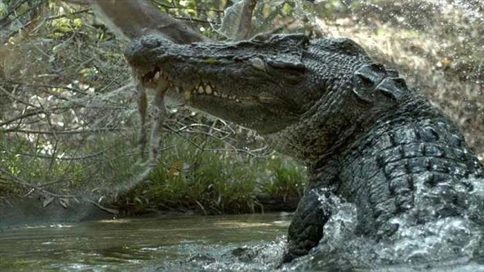 Le plus grand crocodile du monde