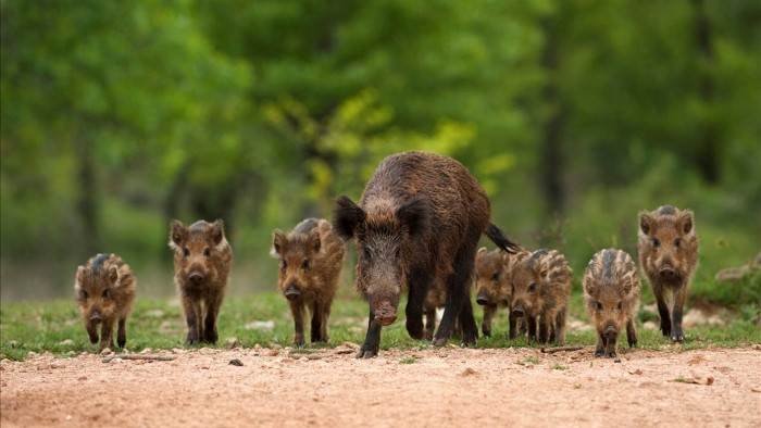 Le tout sanglier, dangers