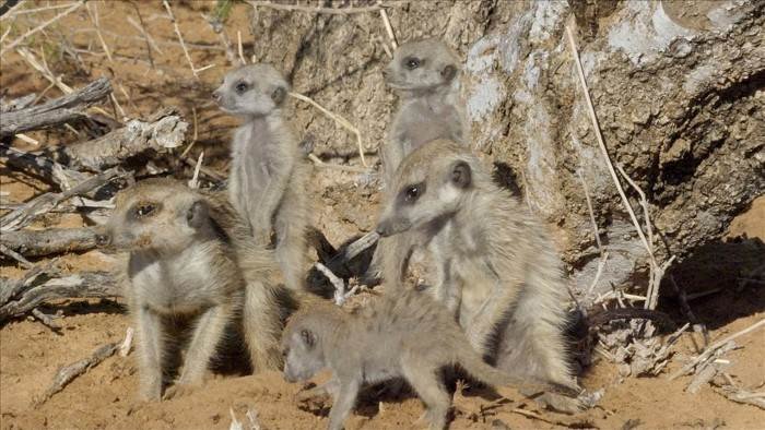 Les animaux emblématiques d'Afrique