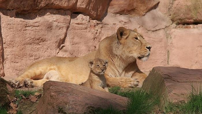 Les grands animaux d'Asie
