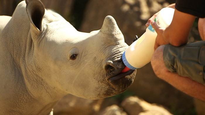 Les incroyables naissances des bébés animaux