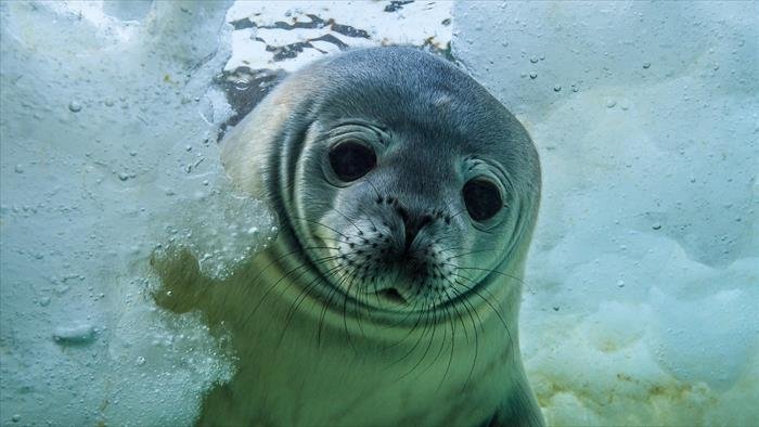 Les secrets des animaux des glaces