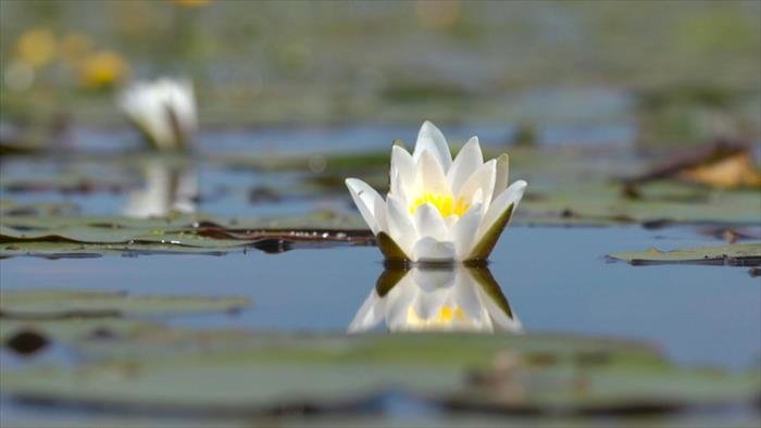 Les secrets des fleurs sauvages