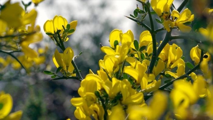 Les secrets des fleurs sauvages