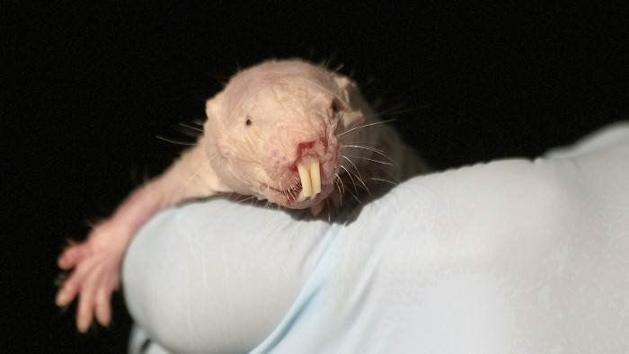 Les superpouvoirs des rats-taupes nus