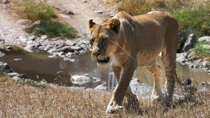 Lionnes, le combat des reines