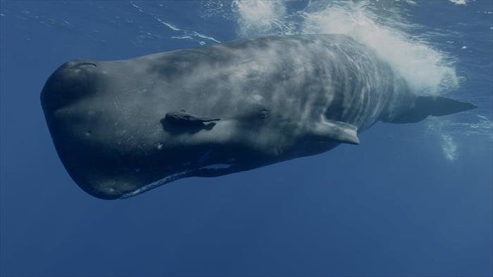 Mammifères marins
