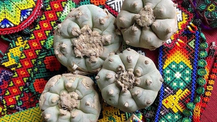 Mexique : à la recherche du cactus hallucinogène sacré