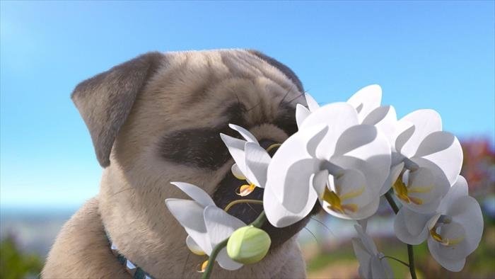 Mike, une vie de chien