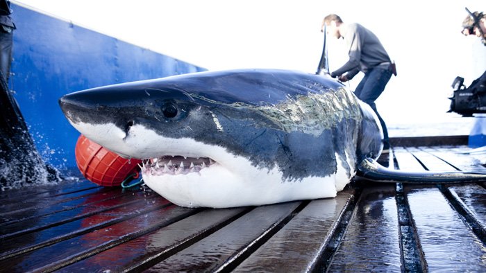 Mission grands requins blancs