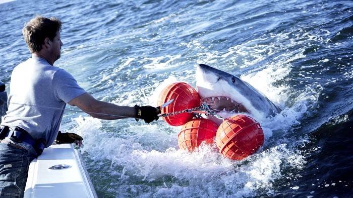 Mission grands requins blancs