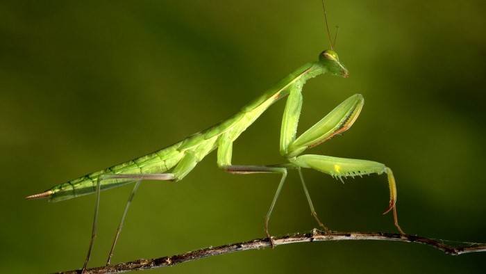 Monster Bug Wars !