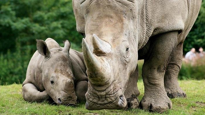 Naissances au zoo : au secours des espèces en danger