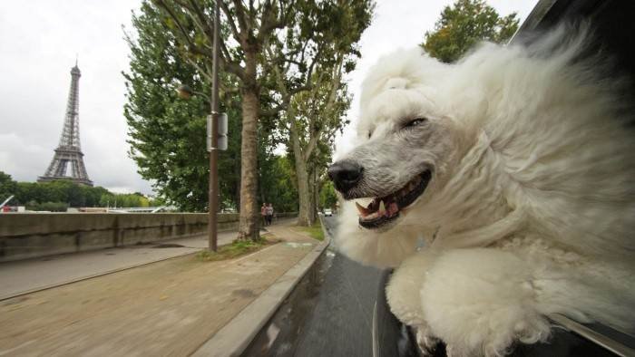 Nos animaux, doux dehors, sauvages dedans