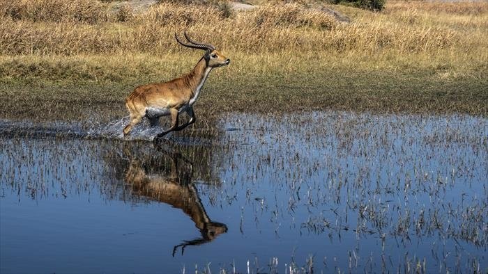 Okavango, le fleuve-vie