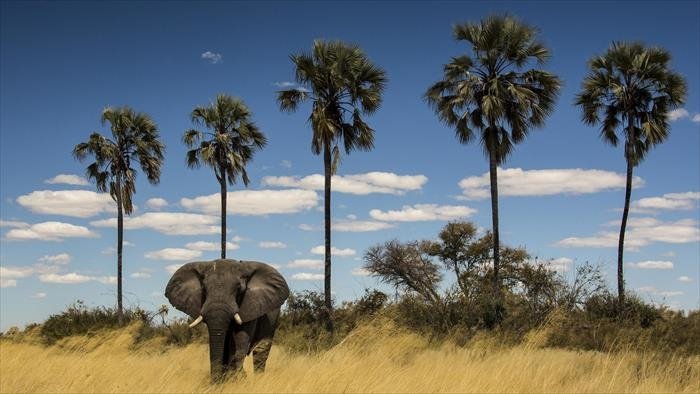 Okavango, le fleuve-vie