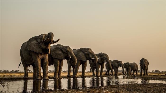 Okavango, le fleuve-vie