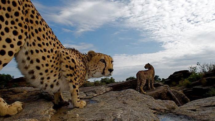 Orphelins de la nature