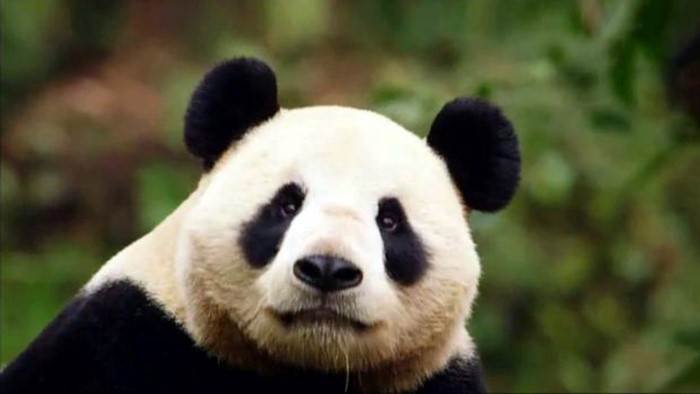 Panda, né pour être libre