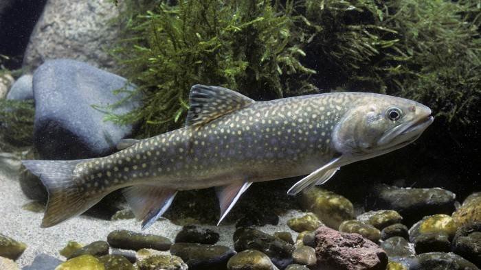 Pêche à la truite dans les Pyrénées-Orientales