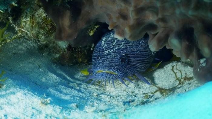 Plongée dans le grand bleu
