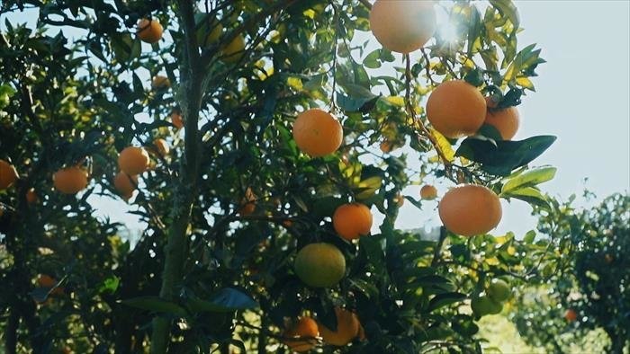 Qui a volé le goût de l'orange ?
