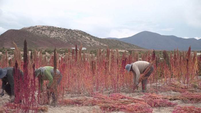 Quinoa, prenez-en de la graine !