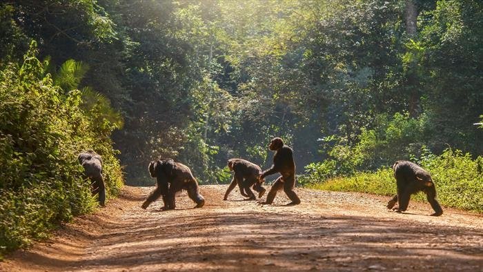 Refuges pour animaux sauvages