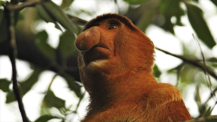 Singes du monde