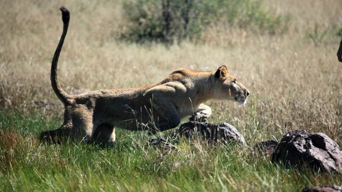 Sirga, le destin d'une lionne